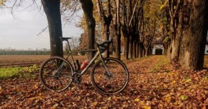 Canyon gravel bike in the middle of a tree avenue during autumn.