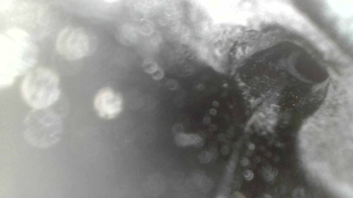 YOELEO G21 Altera from the inside (fork).